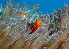 Raja Ampat 2016 - Amphiprion ocellaris - False clown anemonefish - Poisson Clown a trois bandes- IMG_4371_rc